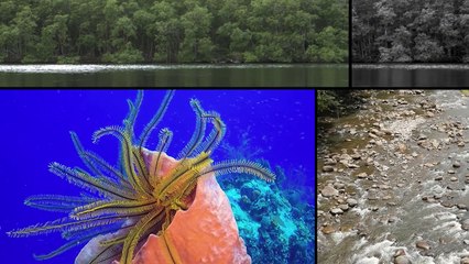 "La vie rêvée de l'eau aux Antilles - préservation et biodiversité"