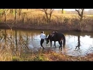 Un cavallo vede per la prima volta un torrente. La sua reazione vi strapperà un sorriso