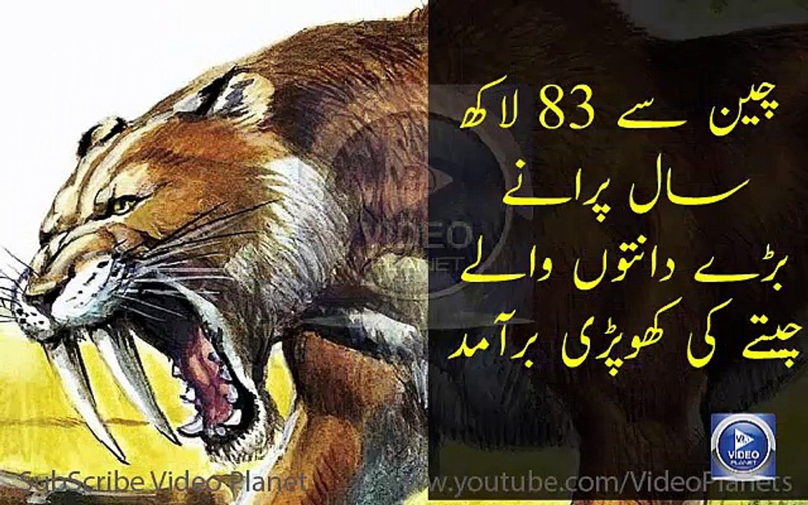 world most bigger tiger | چین سے 83 لاکھ سال پرانے بڑے دانتوں والے چیتے کی کھوپڑی برآمد