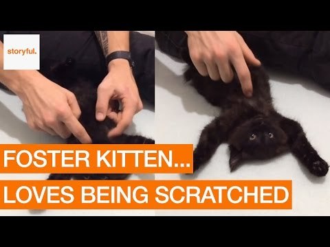Cute Kitten Loves Having Belly Her Rubbed