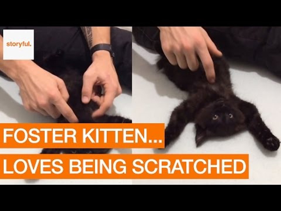 Cute Kitten Loves Having Belly Her Rubbed