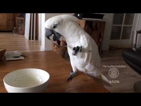 Clever Cockatoo Uses Spoon to Eat Yogurt