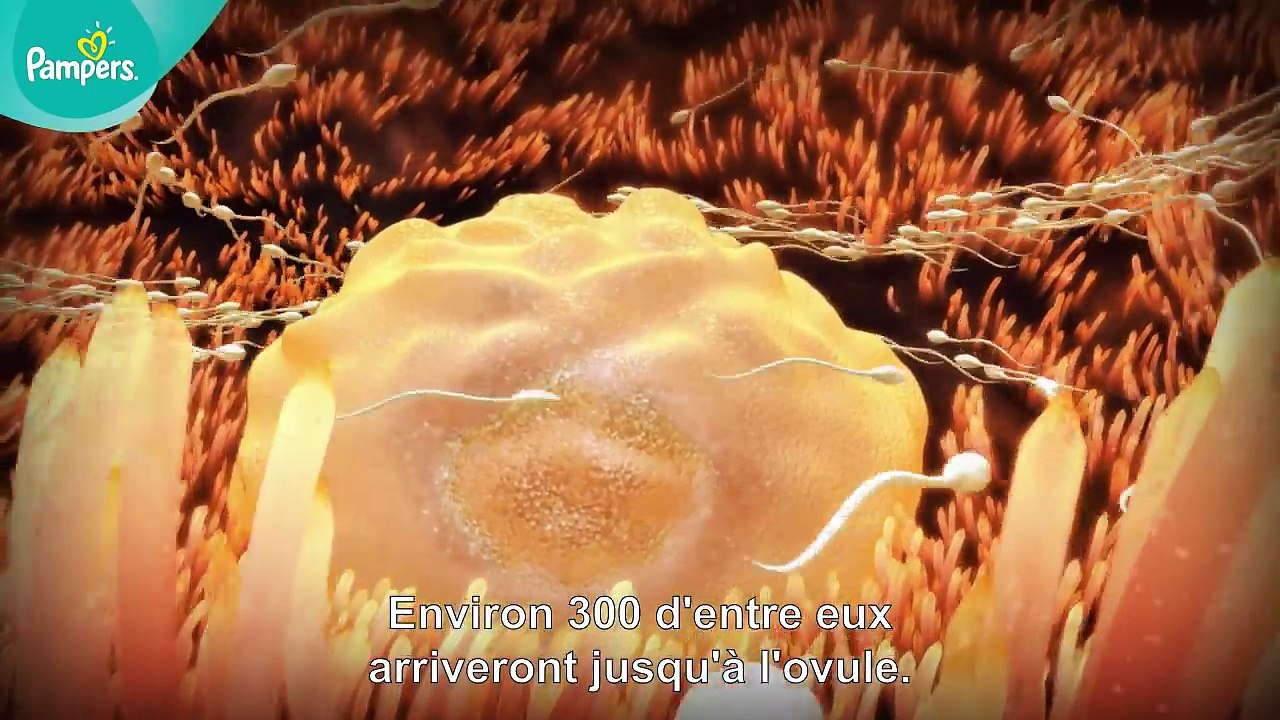 Pampers® - Votre grossesse #1 – L'aventure commence (la fécondation)