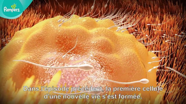Pampers® - Votre grossesse #2 – Le coup de foudre (semaines 1 à 9)