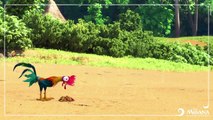 MOANA Promo Clip - Kakamora Chase (2016) Disney Animated Movie HD