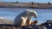 Regardez la réaction adorable d'un ours polaire qui croise un chien !
