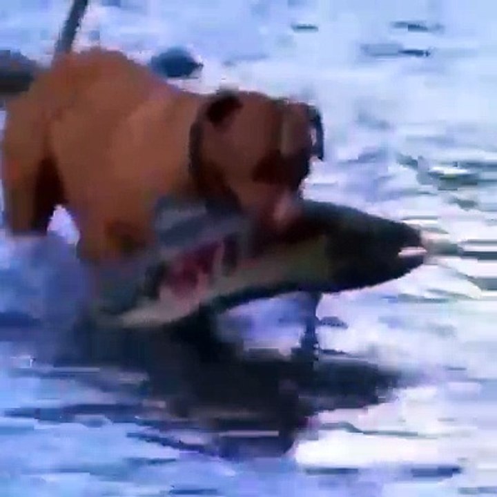 Cane pescatore