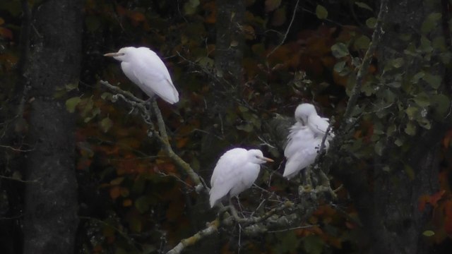 Sortie du 16 novembre 2016