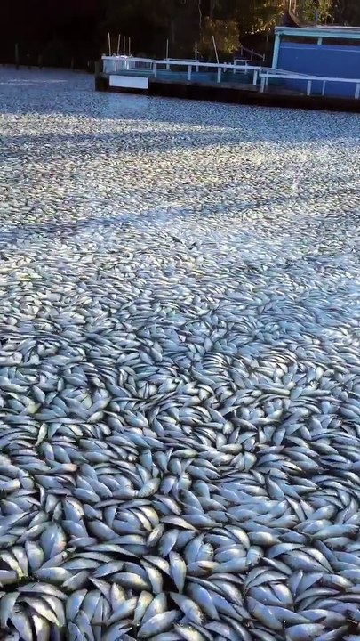 Millions of Sick Fish Show Up On The Surface of a River | aws videos