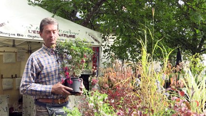 Guide de Culture du Fuchsia Rustique par Laurent OLLIVIER