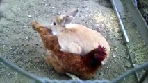 Chicken Gets Annoyed By Snuggling Bunny