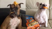 DOGS Do Best Mannequin Challenges EVER