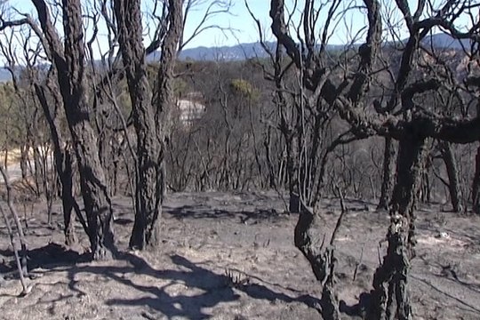 La pérdida de grandes bosques rebota en ecosistemas lejanos