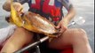 Des kayakistes sauvent une tortue en galère