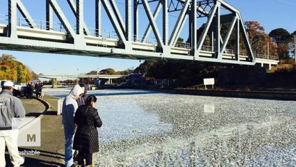 Long Island canal covered by thousands of dead fish