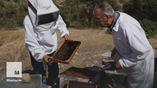 Beekeepers cross political borders to breed the perfect queen bee