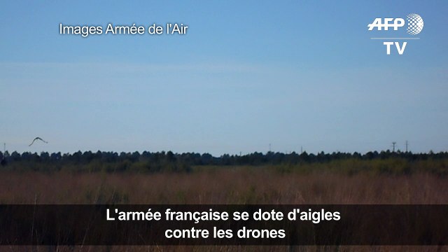 L'armée se dote d'aigles contre les drones