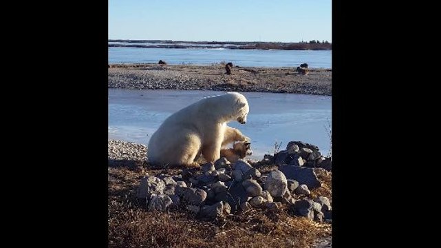 Un ours polaire caresse un chien