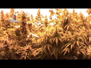 Palermo - Una serra di marijuana nell'atrio del condominio (16.11.16)