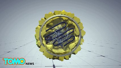 Vírus Mayaro achado no Haiti pode ser o próximo Zika.