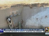 Yay! Crews rescue dog from Phoenix canal