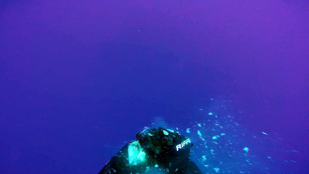 Tuna Feeding Frenzy