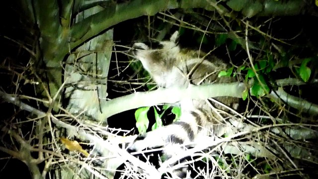 Two Baby Raccoons Play In A Tree