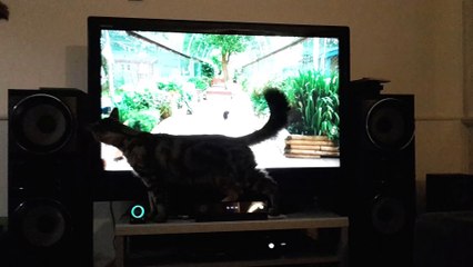 Cat Watching Cats on TV