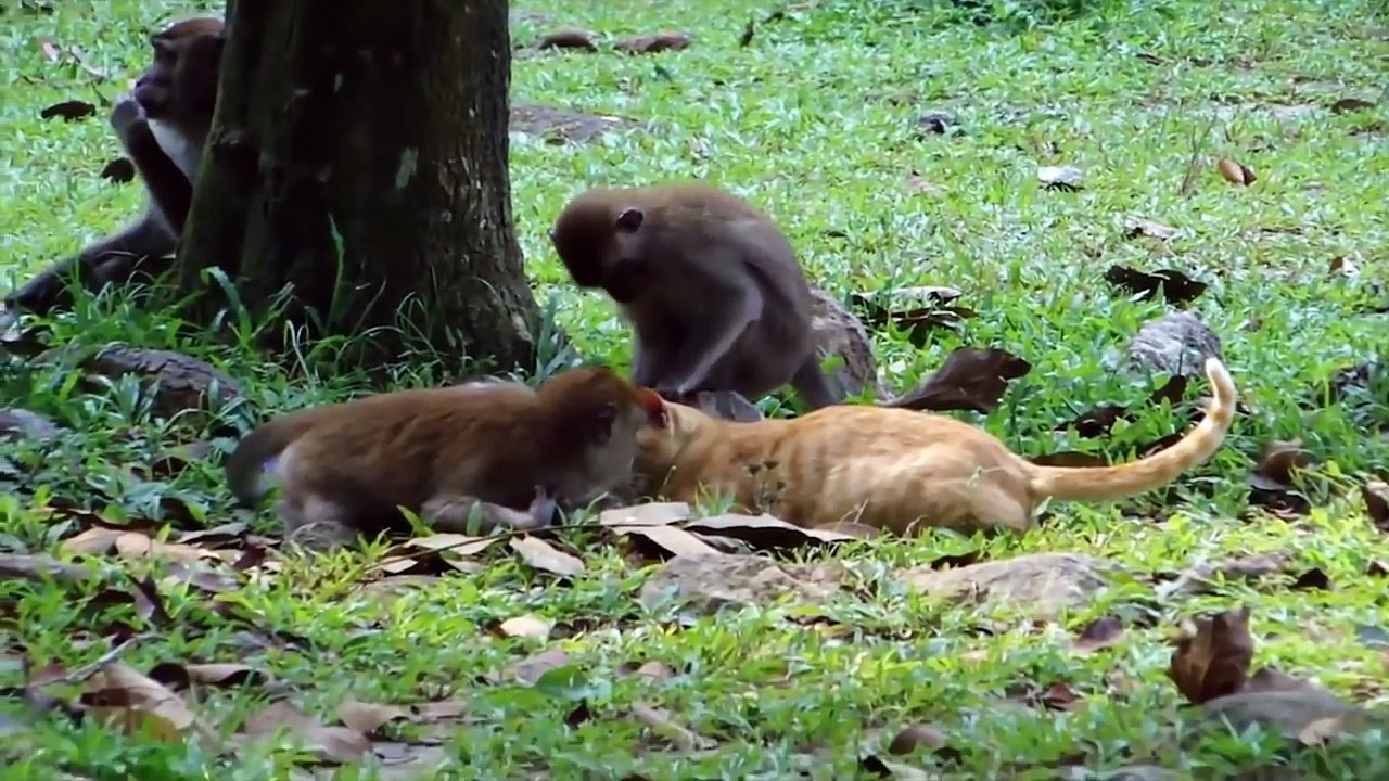 Monkeys VS CATS (HD) [Trip Burger Pets]