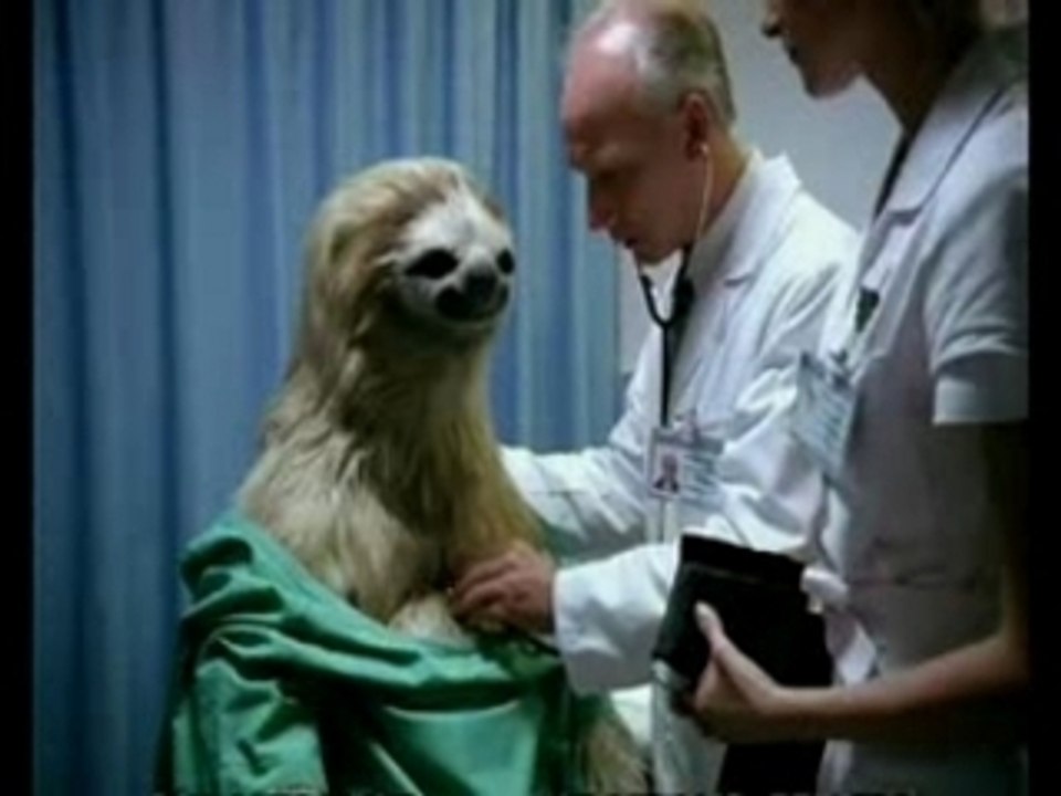 147_paresseux_hopital