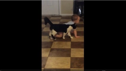 Cat loves baby, follows his every move