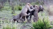 ▶ Amazing Hunt ! Lions Attack and Kill Buffalo next to Road ! - Kruger National Park,South Africa.