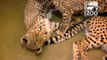 Cheetah Cubs Leave the Cincinnati Zoo Nursery