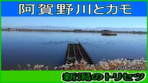 阿賀野川 ep5　阿賀野川とカモ 2016-11-18