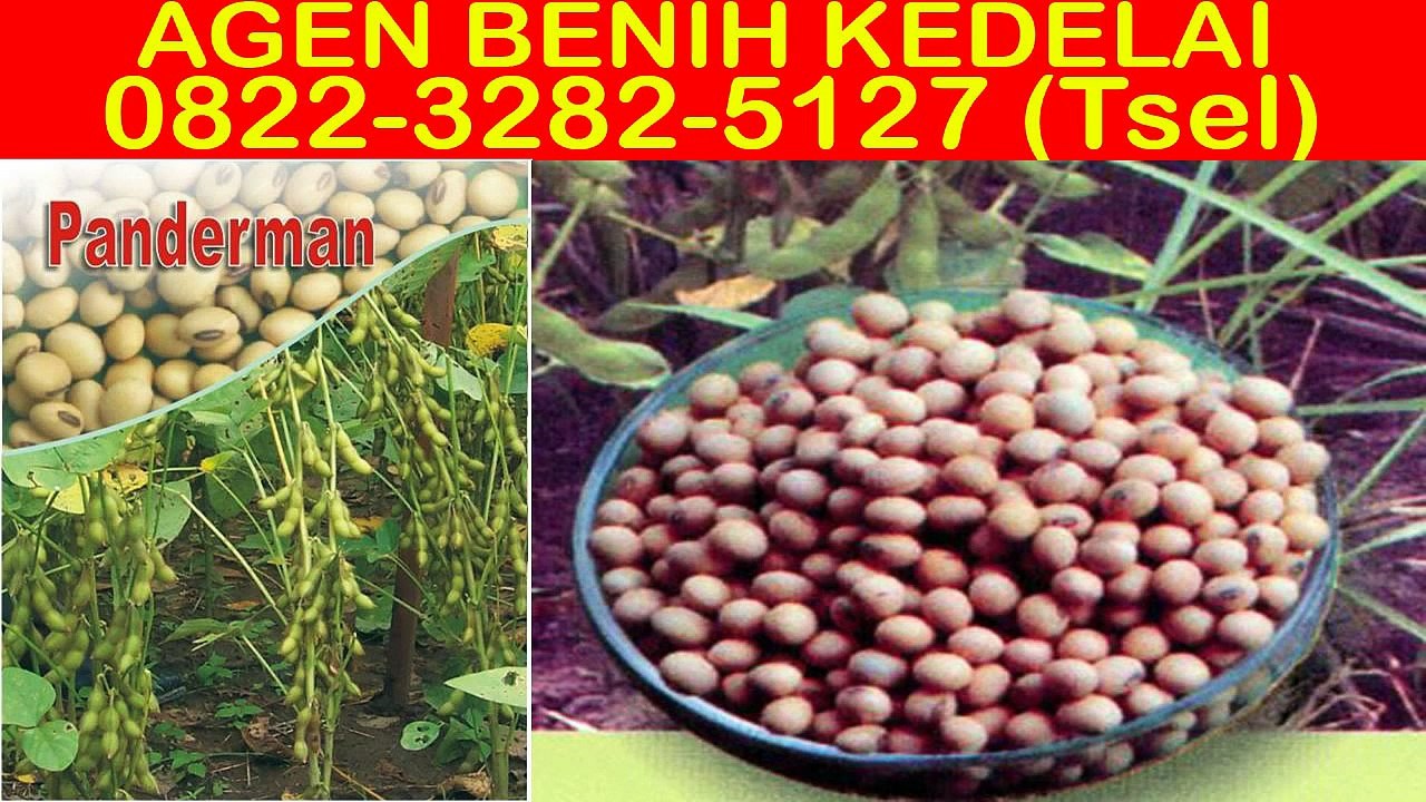 0822-3282-5127 (Tsel), Harga Benih Kedelai Anjasmoro