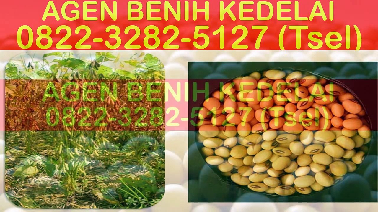 0822-3282-5127 (Tsel), Jual Benih Kedelai Unggul