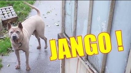 LE BLED'ART-JANGO FAIT LE THUG !