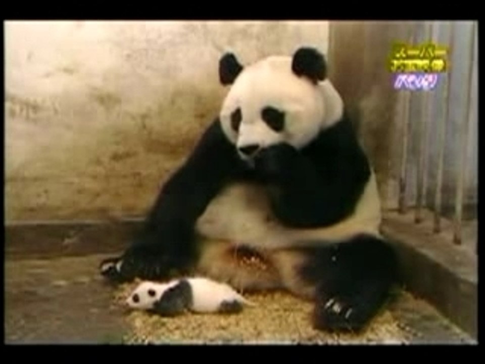 panda