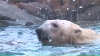 シカゴ・リンカーンパーク動物園の新ホッキョクグマ飼育展示場が一般にオープン (Nov.17  2016)