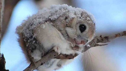 10 Amazing Animals Recently Discovered