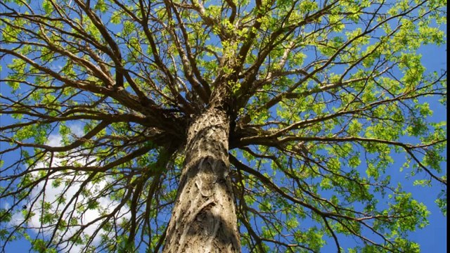 Amigo Tree Service - (360) 208-0218