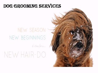 Dog Grooming Services - Barkerark.com.au