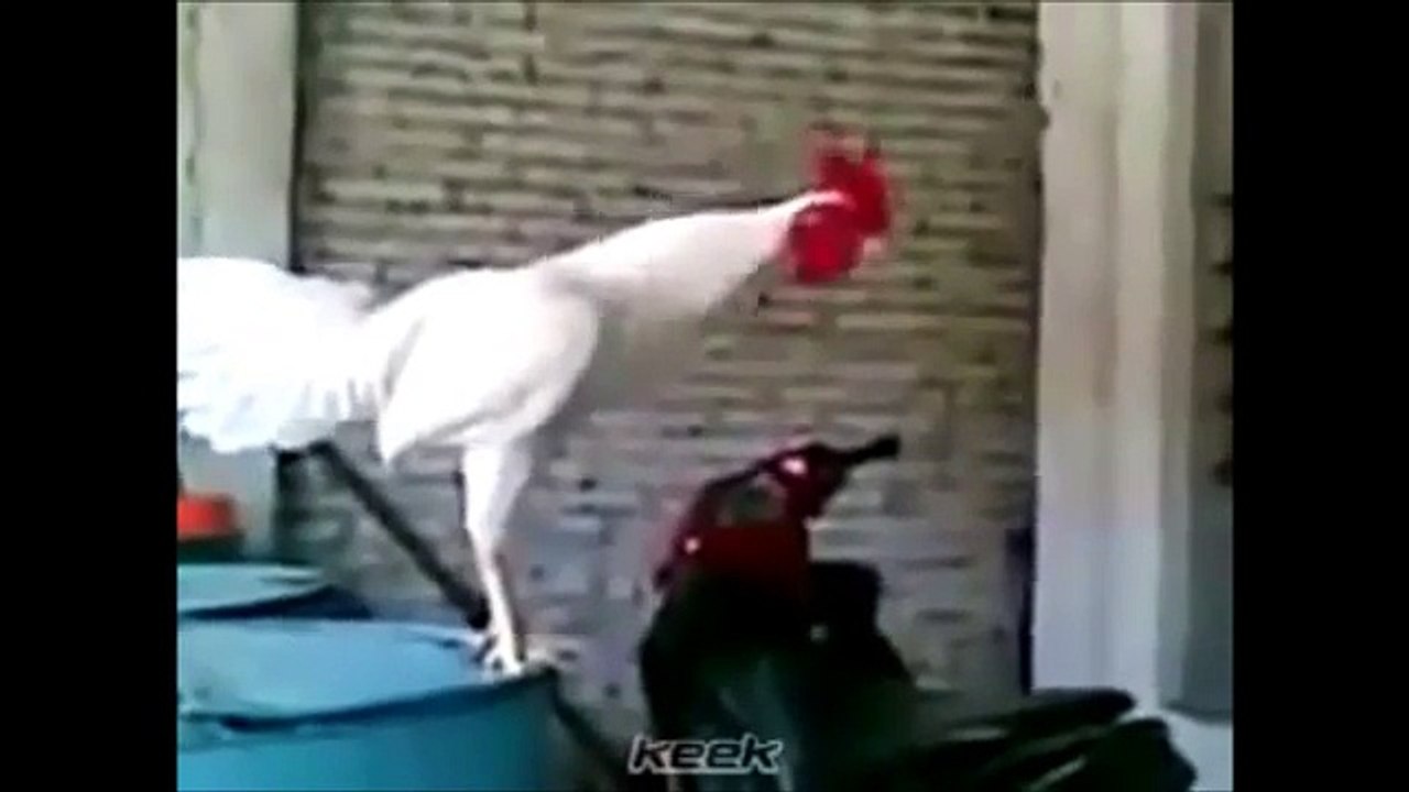 Whatsapp Funny Video # 10 | Funniest Good Morning For Everyone