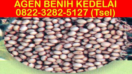 0822-3282-5127 (Tsel), Benih Kedelai Bermutu