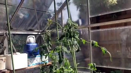 Time lapse - tomato plant after watering