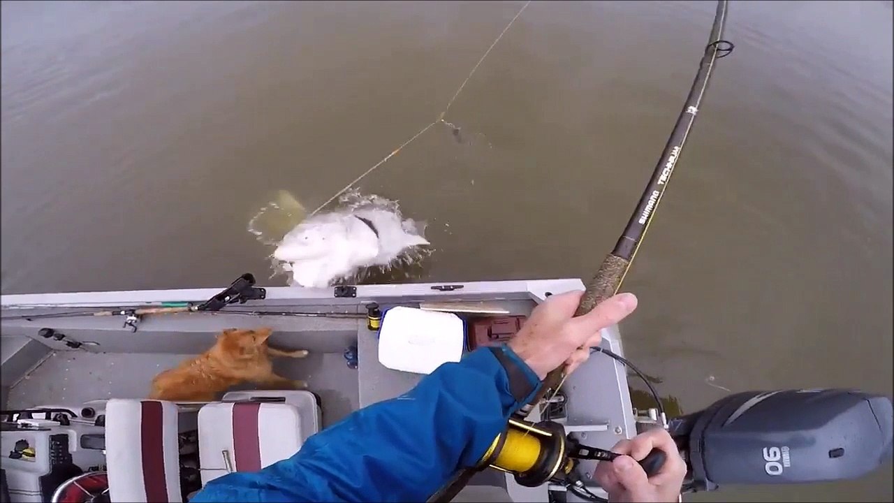 Son chien a faillit se faire bouffer par un poisson énorme! Dingue