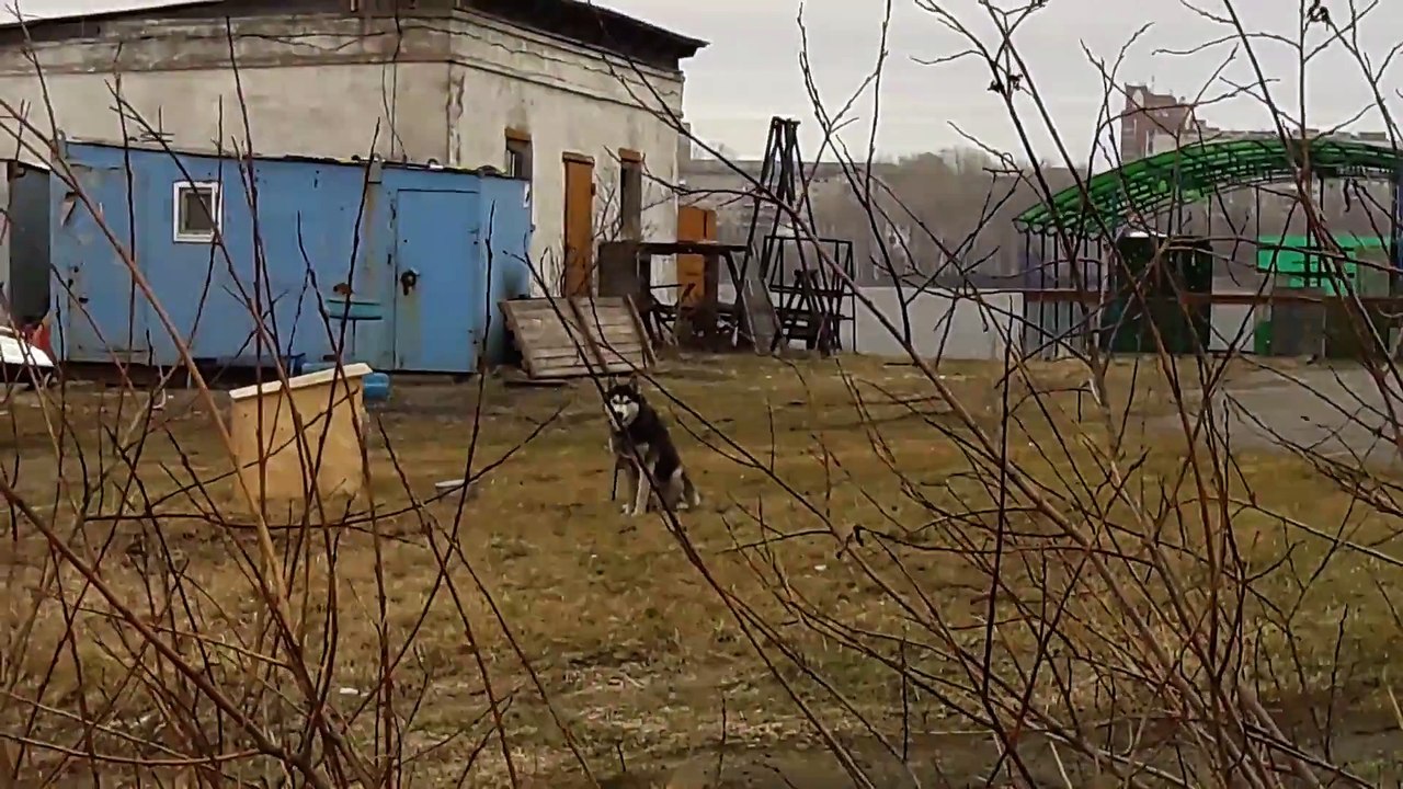 Sauvetage risqué d'un chien piégé dans un lac gelé!