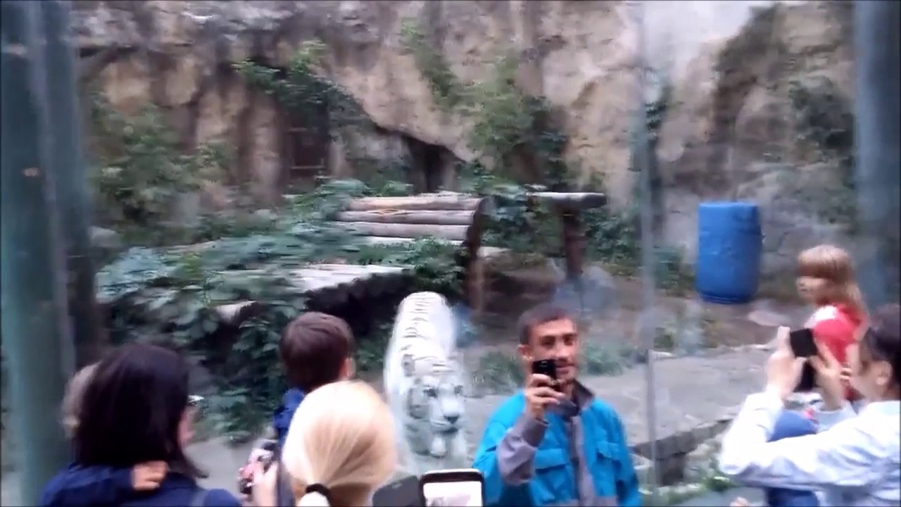 Un petit selfie avec un tigre blanc... Attention à l'attaque du félin!