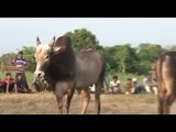 Bull Fights | Konkan 1