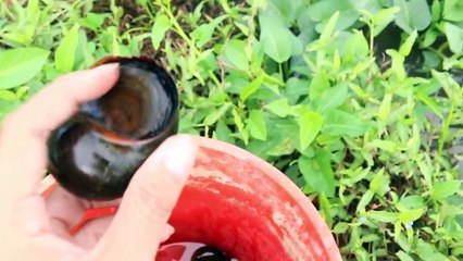 ỐC BƯƠU HẤP SẢ